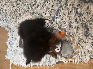 Két tündéri Pomerániai kisfiú álomgazdit keres!  - kép 3
