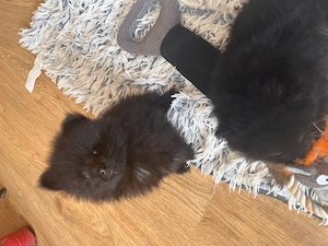Két tündéri Pomerániai kisfiú álomgazdit keres!  - kép 4