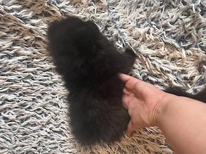 Két tündéri Pomerániai kisfiú álomgazdit keres!  - kép 7