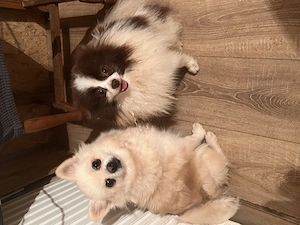 Két tündéri Pomerániai kisfiú álomgazdit keres!  - kép 5