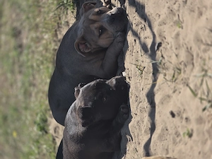 American bully kiskutyák   - kép 5