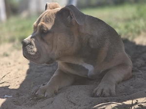 American bully kiskutyák   - kép 3