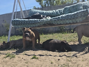 American bully kiskutyák   - kép 4
