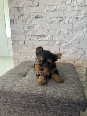 yorkhshire terrier kutya - kép 2
