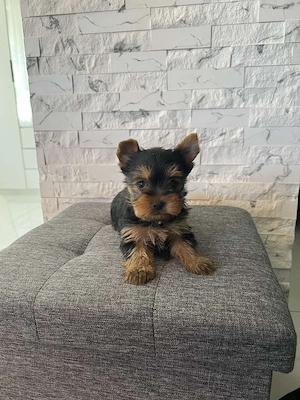yorkhshire terrier kutya