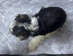 Biewer yorki mini kisfiú - kép 3