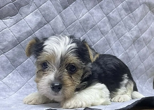 Biewer yorki mini kisfiú
