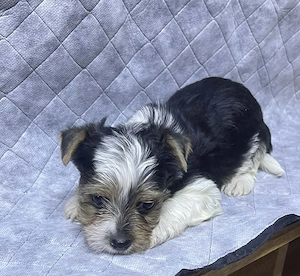 Biewer yorki mini kisfiú - kép 2