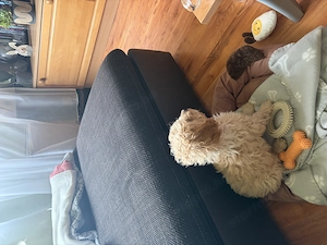 Maltipoo kisfiú  apa  toy uszkár anya máltai selyem - kép 4