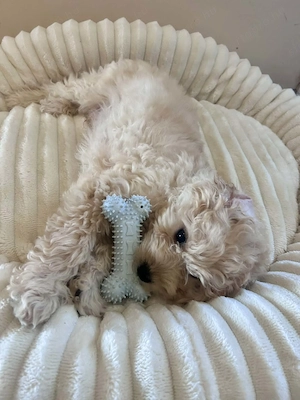 Maltipoo kisfiú  apa  toy uszkár anya máltai selyem - kép 2