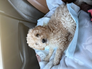 Maltipoo kisfiú  apa  toy uszkár anya máltai selyem - kép 3