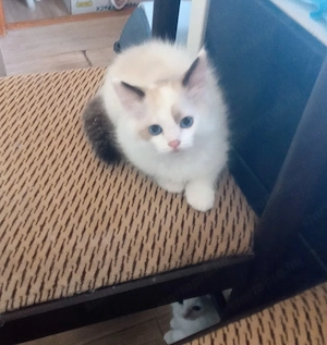 Bicolor ragdoll kisfiú eladó - kép 2
