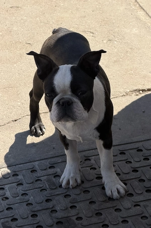 Eladó Boston terrier kiskutyák! - kép 10