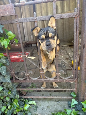 Mini pocket bully lany - kép 3