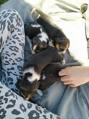 Beagle kiskutyák  - kép 2