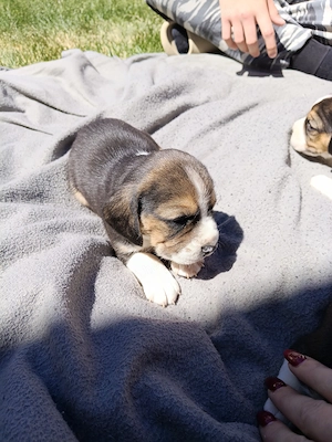 Beagle kiskutyák  - kép 4