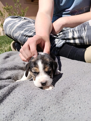 Beagle kiskutyák  - kép 5
