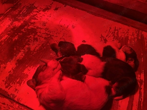 Eladó Basset hound kiskutyák  - kép 2