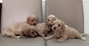 Maltipoo kiskutyák - kép 2