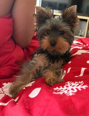 eladó yorkie kis kutya - kép 2
