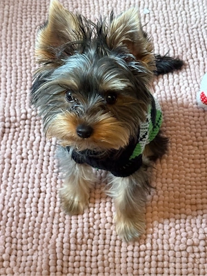 eladó yorkie kis kutya - kép 3