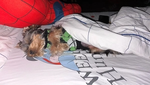 eladó yorkie kis kutya