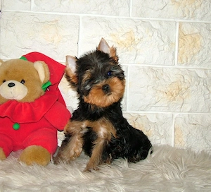 Minőségi, törzskönyves Yorkshire terrier
