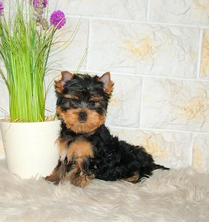 Minőségi, törzskönyves Yorkshire terrier - kép 3