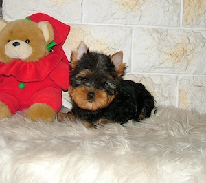Minőségi, törzskönyves Yorkshire terrier - kép 2