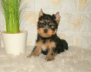 Minőségi, törzskönyves Yorkshire terrier - kép 4