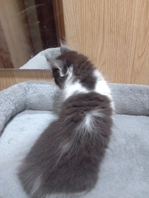 Eladók ragdoll maine coon kiscicák - kép 2