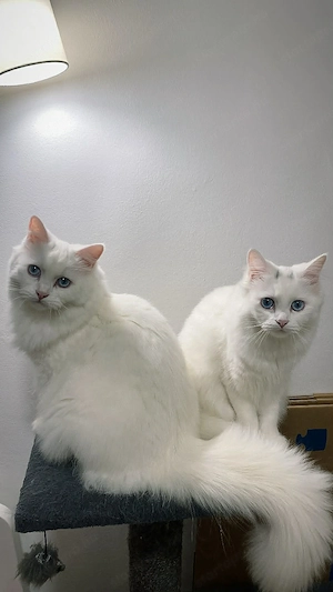 Eladók ragdoll maine coon kiscicák - kép 9