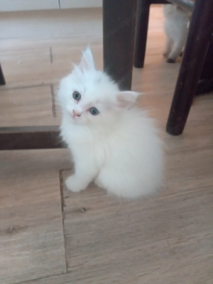 Eladók ragdoll maine coon kiscicák - kép 3