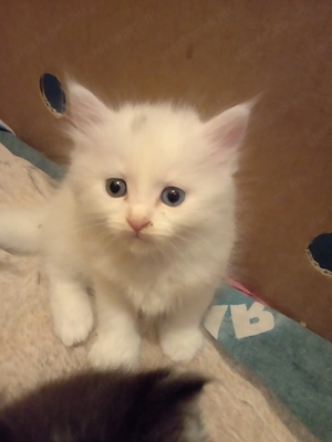 Eladók ragdoll maine coon kiscicák - kép 4