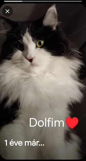 Eladók ragdoll maine coon kiscicák - kép 10