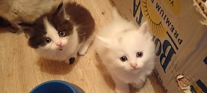 Eladók ragdoll maine coon kiscicák - kép 5