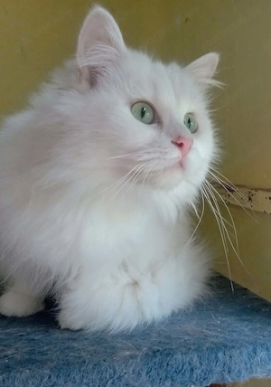 Eladók ragdoll maine coon kiscicák - kép 7