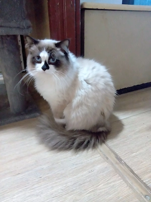 Eladók ragdoll maine coon kiscicák - kép 8