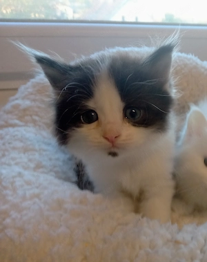 Eladók ragdoll maine coon kiscicák - kép 6