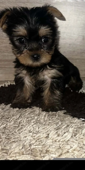 Yorkshire Terrier bébi  - kép 2