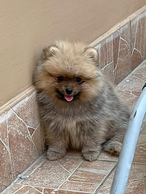 Pomerániai Törpe Spitz kiskutyák Pomerániai Törpespitz Pomerániai Törpespicc  - kép 2