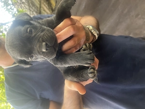 Cane Corso jellegű kölyök kutya - kép 4