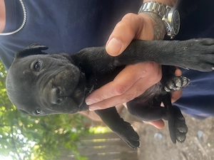 Cane Corso jellegű kölyök kutya - kép 5