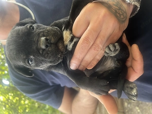 Cane Corso jellegű kölyök kutya - kép 3