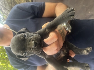 Cane Corso jellegű kölyök kutya - kép 2