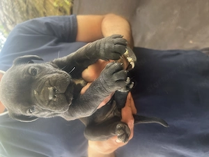 Cane Corso jellegű kölyök kutya - kép 7