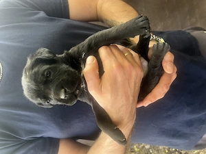 Cane Corso jellegű kölyök kutya - kép 6