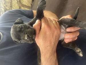 Cane Corso jellegű kölyök kutya - kép 8