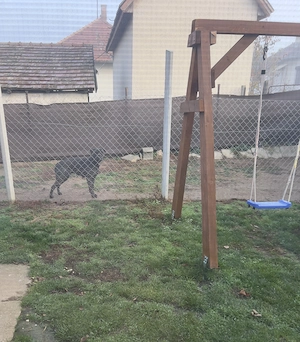 Cane Corso jellegű kölyök kutya - kép 10