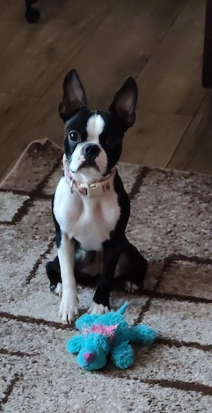 Eladó Boston terrier 
